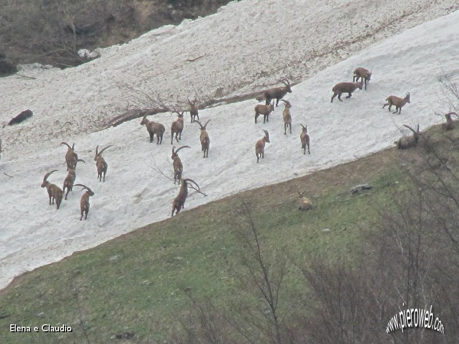 23 Il branco è sulla neve.JPG